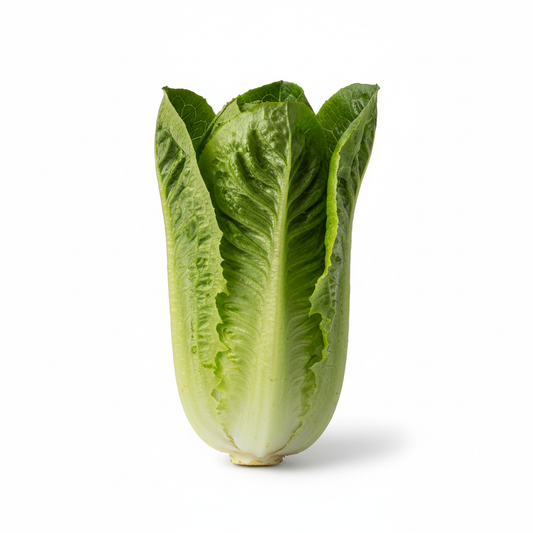Roman Lettuce