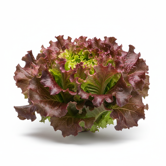 Lettuce Red