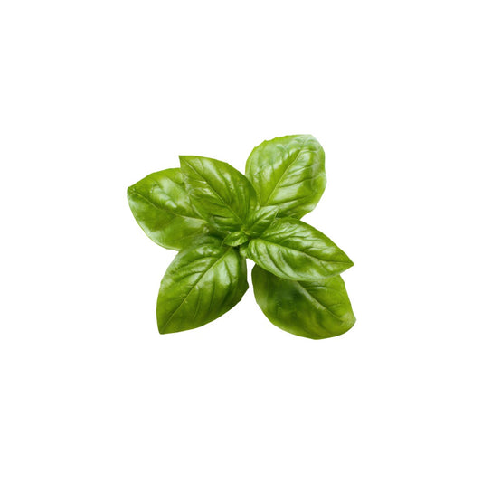 Basil (Cleaned, No Roots) 50g