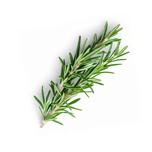 Rosemary 10g